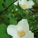 Philadelphus x purpureomaculatus 'Belle Etoile' fleur P1A P26